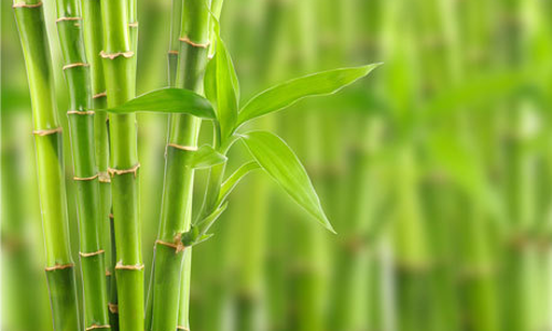 വരുമാനത്തിന് മുളകൃഷി