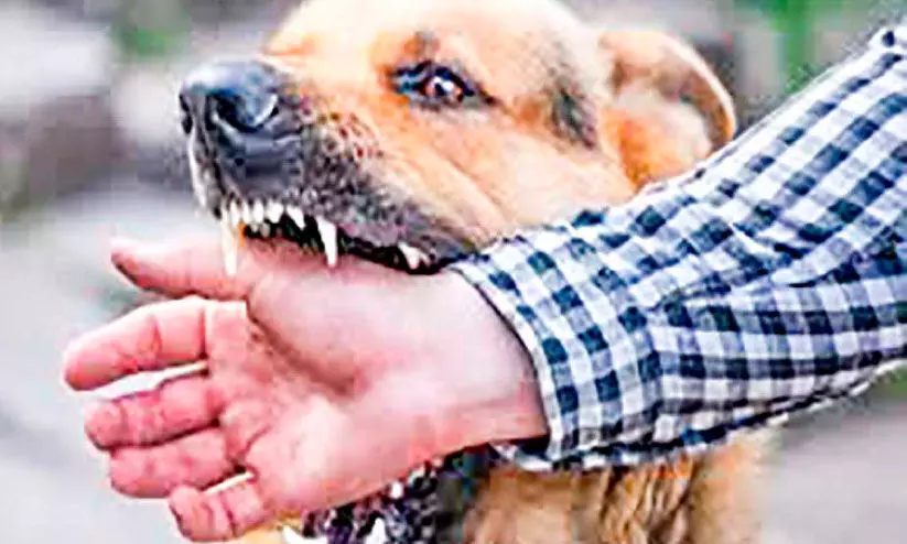 തെരുവുനായ് ആക്രമണം; കടിയേറ്റവർ നിരവധി, നായ്ക്കൾക്ക് പേവിഷബാധ ഉള്ളതായി സംശയം തെരുവുനായ് ആക്രമണം; കടിയേറ്റവർ നിരവധി, നായ്ക്കൾക്ക് പേവിഷബാധ ഉള്ളതായി സംശയം