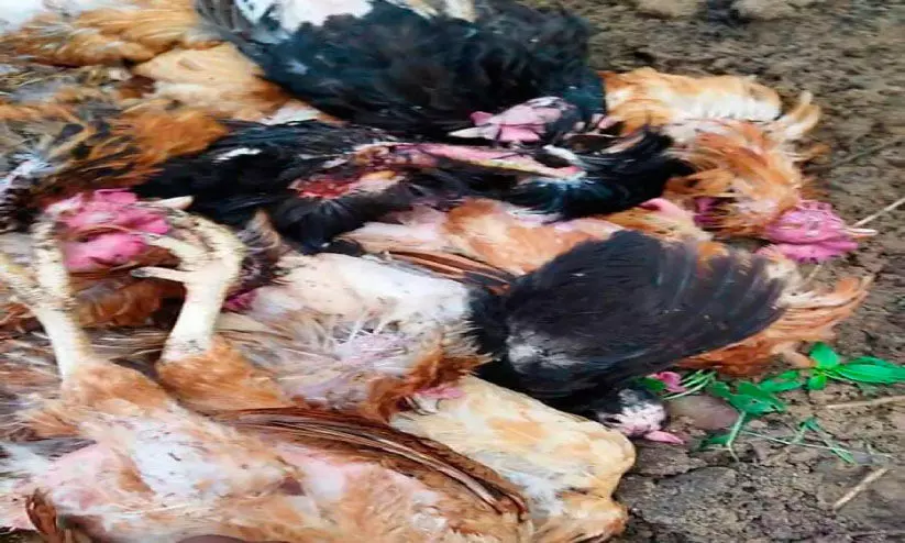 Street dog Bite 30 chickens killed Street dog Bite 30 chickens killed