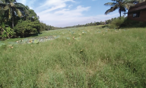വയലിൽ മുഴുവൻ കളകൾ; കൃഷി ചെയ്യാനാകാതെ അനന്തംപള്ളയിലെ കർഷകർ