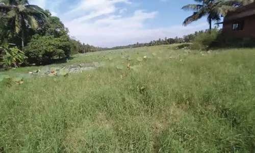 വയലിൽ മുഴുവൻ കളകൾ; കൃഷി ചെയ്യാനാകാതെ അനന്തംപള്ളയിലെ കർഷകർ