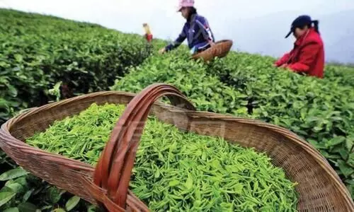 നോട്ടം വേണം, തേയില തൊഴിലാളി ജീവിതങ്ങൾക്കുമേലും നോട്ടം വേണം, തേയില തൊഴിലാളി ജീവിതങ്ങൾക്കുമേലും