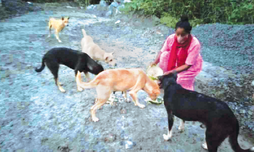 തെരുവ് നായ്ക്കളുടെ വിശപ്പകറ്റാൻ ചോറും ഇറച്ചിക്കറിയുമായി സഹോദരിമാർ