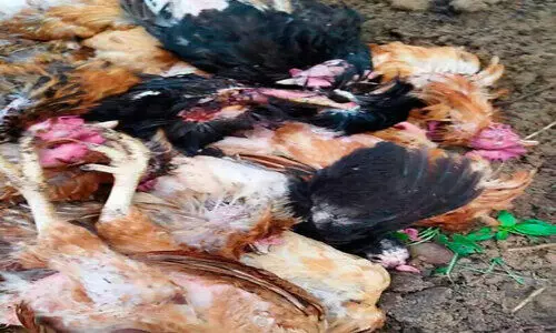 Street dog Bite 30 chickens killed Street dog Bite 30 chickens killed