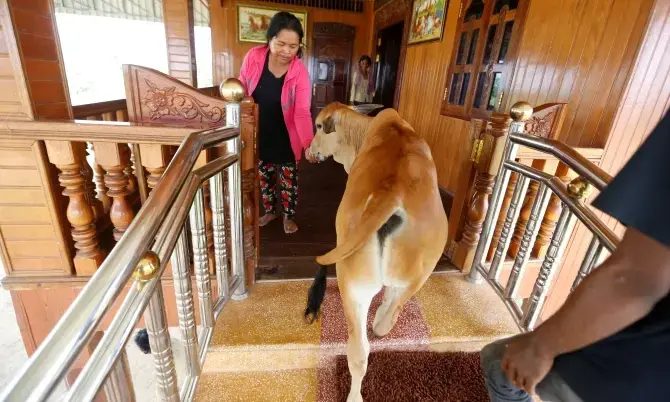 ഭർത്താവിനെ​പോലെ പെരുമാറുന്നു; പശുവിനെ വിവാഹം കഴിച്ച്​ 74കാരി