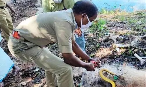 പ്ലാസ്റ്റിക് വലയിൽ കുടുങ്ങിക്കിടന്ന ചേരയുടെ ജീവന് കാവലാളായി പൊലീസ് ഉദ്യോഗസ്ഥൻ