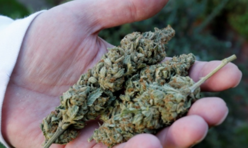 25 കിലോ കഞ്ചാവ് പിടികൂടി