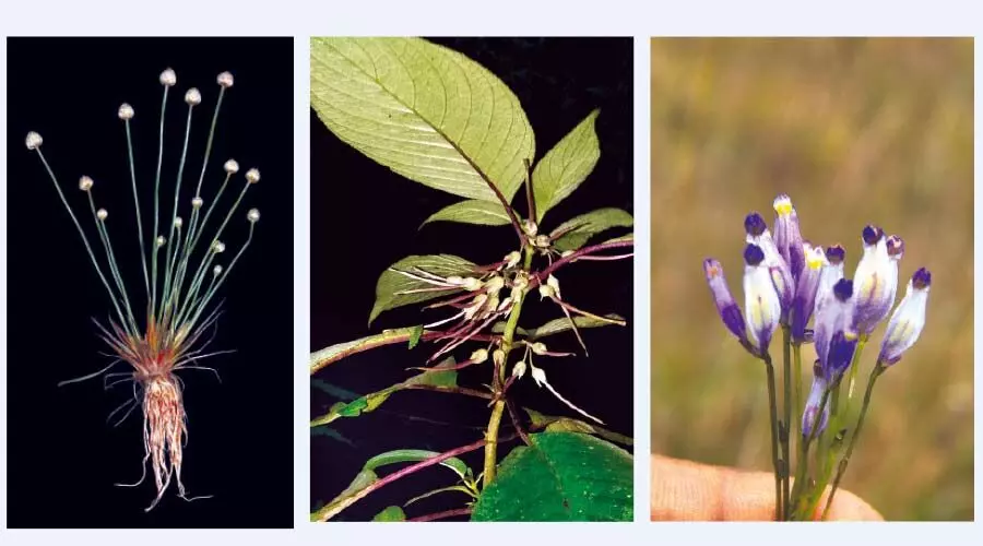 ആറ് സസ്യയിനങ്ങളെ കണ്ടെത്തി കാലിക്കറ്റിലെ ഗവേഷകര് ആറ് സസ്യയിനങ്ങളെ കണ്ടെത്തി കാലിക്കറ്റിലെ ഗവേഷകര്