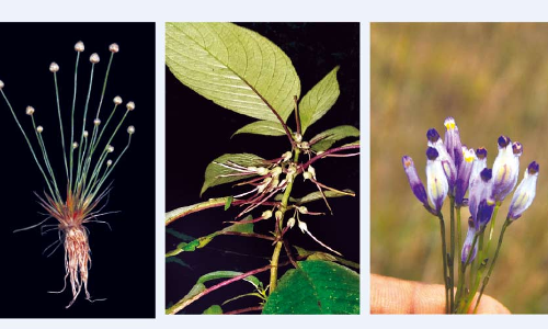 ആറ്​ സസ്യയിനങ്ങളെ കണ്ടെത്തി കാലിക്കറ്റിലെ ഗവേഷകര്‍