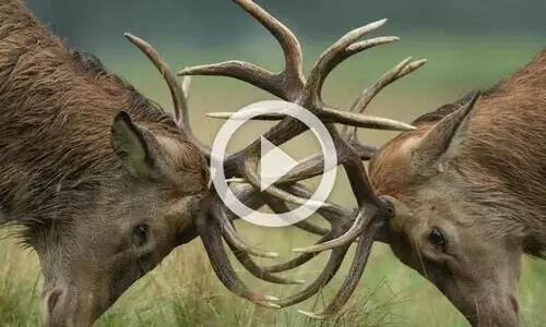 മാനുകൾ തമ്മിൽ കൊമ്പുകോർക്കുന്നത് കണ്ടിട്ടുണ്ടോ...