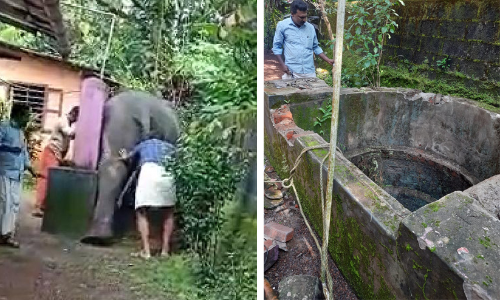 ഹോൺ കേട്ട്​ പിണങ്ങിയ ആന കിണറ്റിൽ ചാടാനൊരുങ്ങി, പാപ്പാൻമാരെത്തി അനുനയിപ്പിച്ചു; സംഭവമിങ്ങിനെ