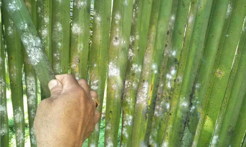 തെ​ങ്ങി​ന് ഭീ​ഷ​ണി​യാ​യി വെ​ള്ളീ​ച്ച