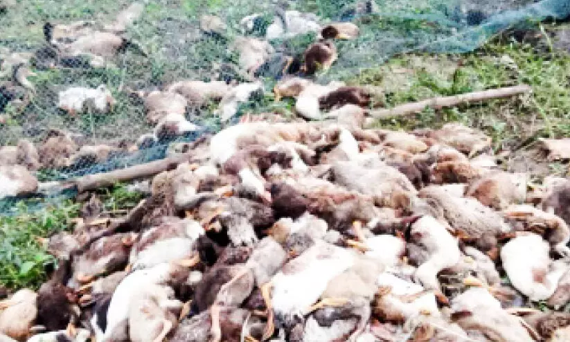 താറാവുകളുടെ കൂട്ടമരണം; പരിപാലിച്ചവർക്കും രോഗം താറാവുകളുടെ കൂട്ടമരണം; പരിപാലിച്ചവർക്കും രോഗം