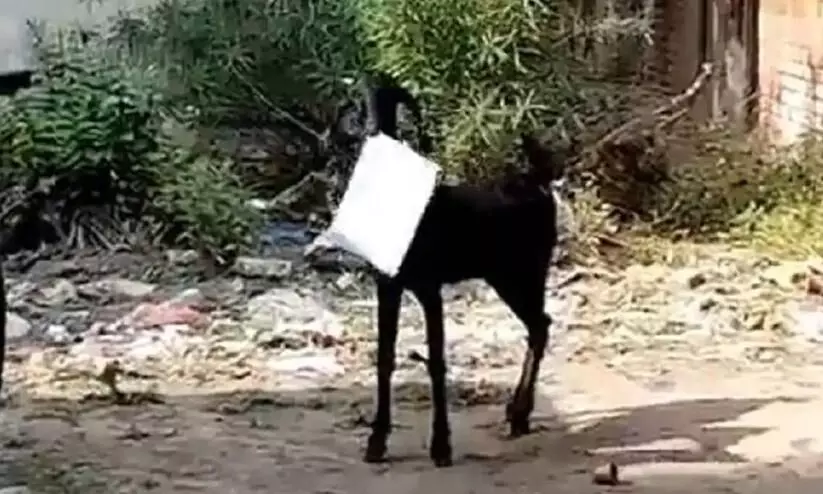 Govt employee chases goat after it runs away with papers from UP office video viral