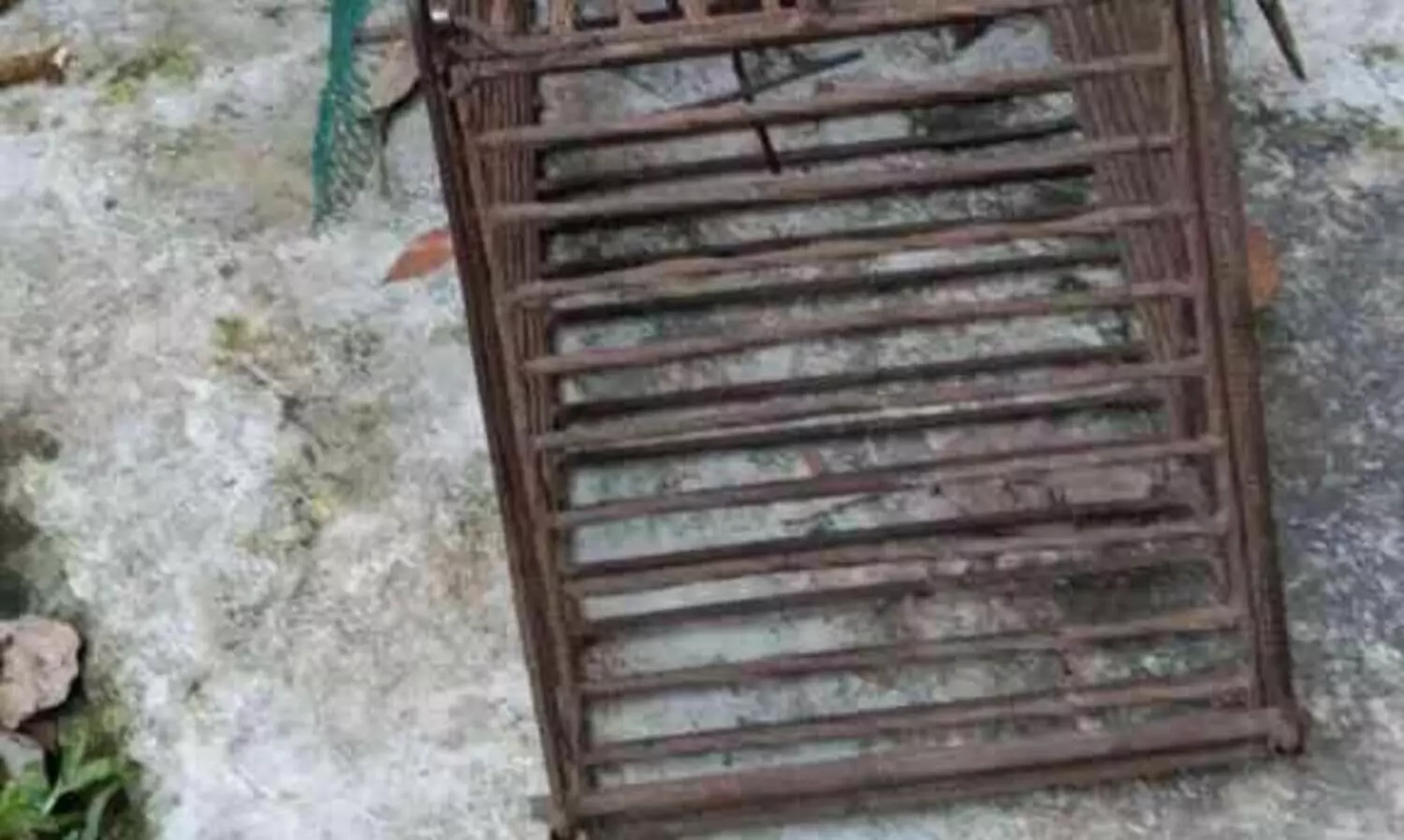 മരപ്പട്ടിയെ കൊന്നു കറിവെച്ചു; വിളവൂർക്കൽ സ്വദേശി പിടിയിൽ