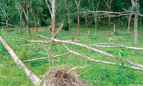 കരുളായിയിലും അമരമ്പലത്തും കരളലിയിക്കും കാഴ്ചകൾ