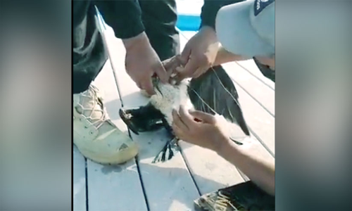 പ​ക്ഷി​ക്ക്​ ര​ക്ഷ​ക​രാ​യി പ​രി​സ്ഥി​തി അ​തോ​റി​റ്റി