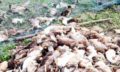 താറാവുകളുടെ കൂട്ടമരണം; പരിപാലിച്ചവർക്കും രോഗം