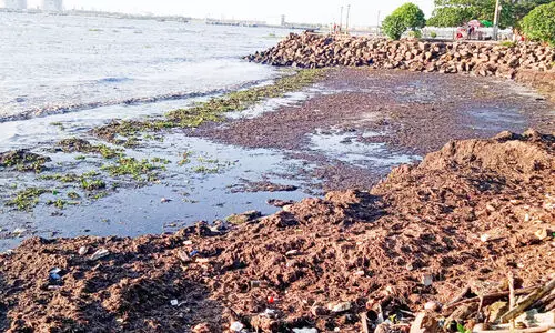 ഫോർട്ട്കൊച്ചി കടപ്പുറം പരിതാപകരമായ സ്ഥിതിയിൽ ഫോർട്ട്കൊച്ചി കടപ്പുറം പരിതാപകരമായ സ്ഥിതിയിൽ