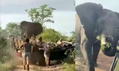 കലിയോടെ പാഞ്ഞടുത്ത്​ ആന; വണ്ടിയിൽ നിന്നിറങ്ങിയോടി യാത്രക്കാർ- വീഡിയോ വൈറൽ