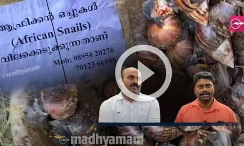 ഒന്നിന് ഒരു രൂപ ; ഒച്ചിനെ വില കൊടുത്തുവാങ്ങുന്ന ദേശം