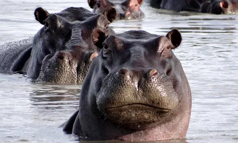 Hippo Hippo
