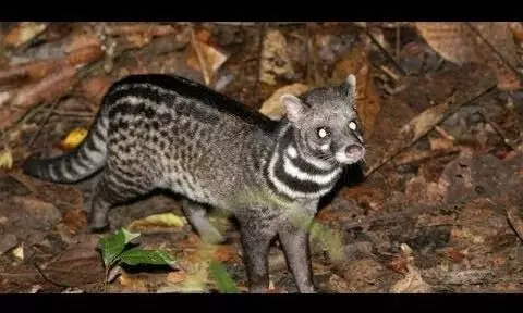 കെണിയിൽ കുടുങ്ങിയ മരപ്പട്ടികളെ കാട്ടിലേക്കുവിട്ടു