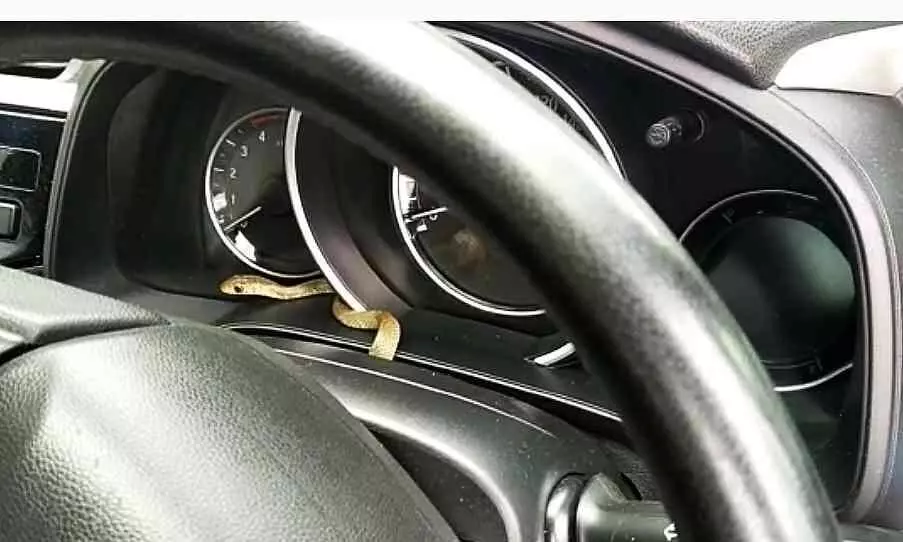 snake inside car