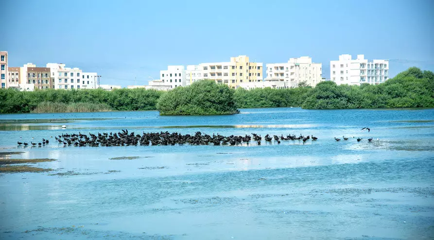ദേ​ശാ​ട​ന​ക്കി​ളി​ക​ളു​ടെ സം​ഗ​മ​കേ​ന്ദ്ര​മാ​യി ഖോ​ർ സ​ലാ​ല