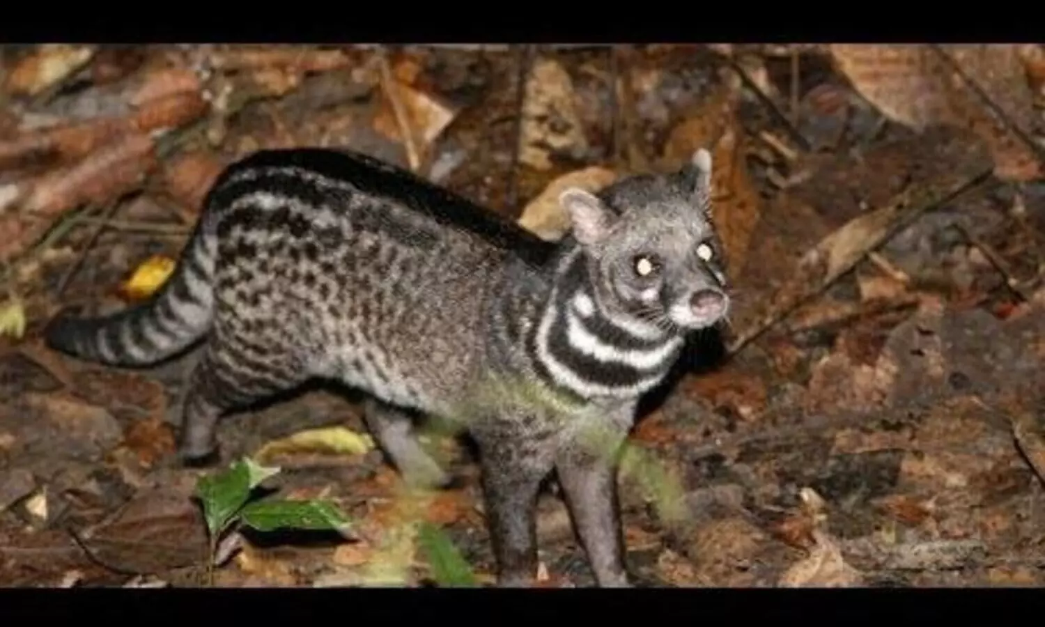 കെണിയിൽ കുടുങ്ങിയ മരപ്പട്ടികളെ കാട്ടിലേക്കുവിട്ടു