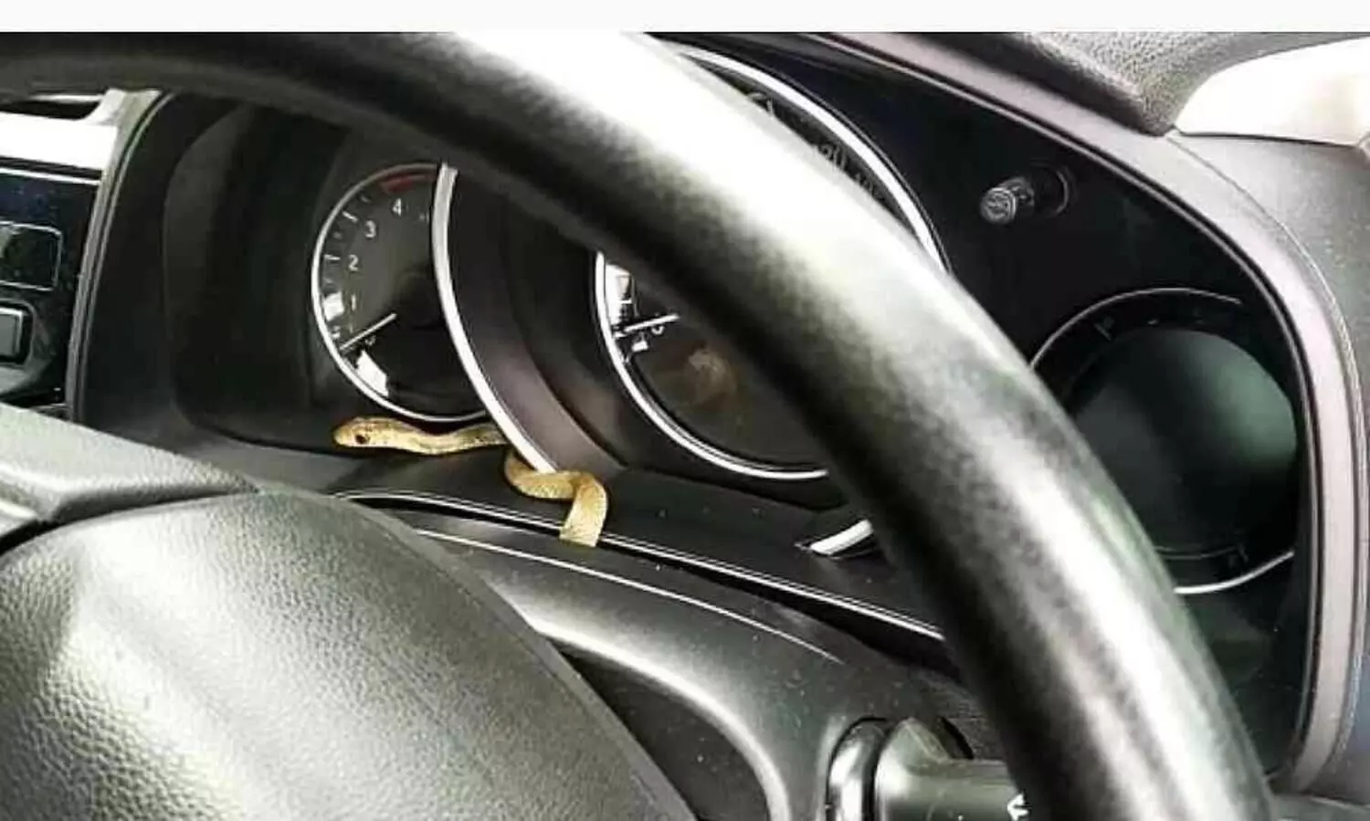 snake inside car