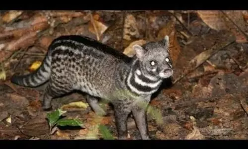 കെണിയിൽ കുടുങ്ങിയ മരപ്പട്ടികളെ കാട്ടിലേക്കുവിട്ടു