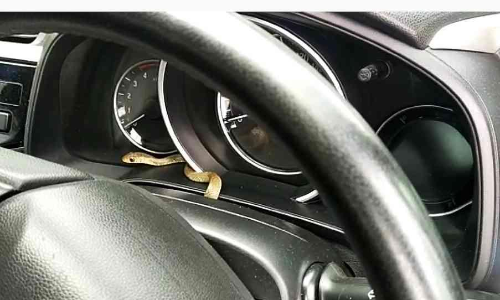snake inside car