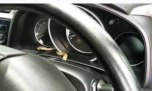 snake inside car