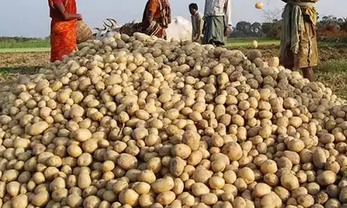 ലെ​യ്​​സ്​ ചി​പ്​​സി​ന്​ ഉ​പ​യോ​ഗി​ക്കു​ന്ന ഉ​രു​ള​ക്കി​ഴ​ങ്ങ്​: പെപ്​സി കമ്പനിക്കുമേൽ കർഷക വിജയം