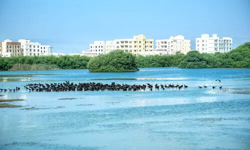 ദേ​ശാ​ട​ന​ക്കി​ളി​ക​ളു​ടെ സം​ഗ​മ​കേ​ന്ദ്ര​മാ​യി ഖോ​ർ സ​ലാ​ല