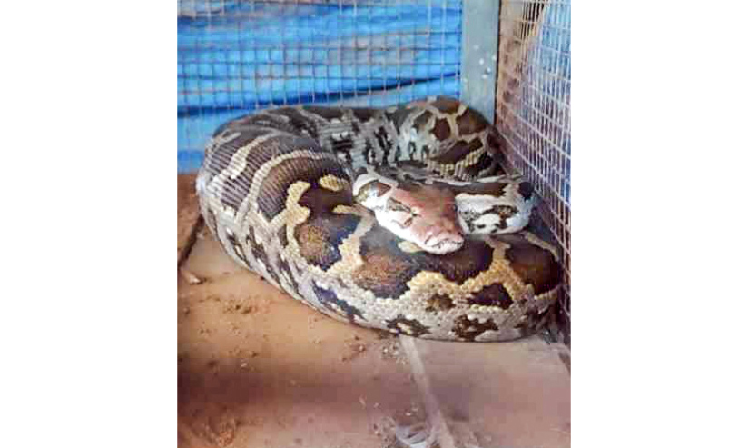 കോഴിക്കൂട്ടിൽ കയറിയ പെരുമ്പാമ്പിെന പിടികൂടി കോഴിക്കൂട്ടിൽ കയറിയ പെരുമ്പാമ്പിെന പിടികൂടി