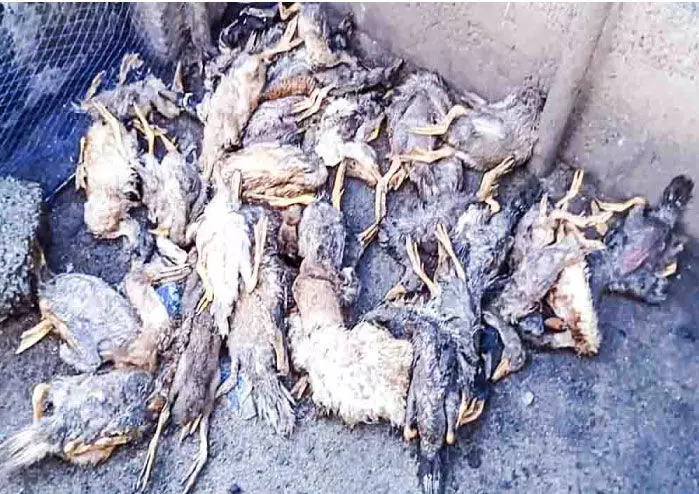 Mold poisoning Thousands of ducks died Mold poisoning Thousands of ducks died