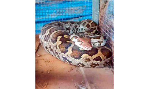 കോ​ഴി​ക്കൂ​ട്ടി​ൽ ക​യ​റി​യ പെ​രു​മ്പാ​മ്പി​െ​ന പി​ടി​കൂ​ടി