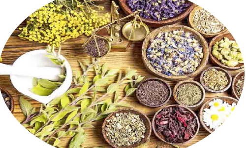 പച്ചമരുന്നിനും തമിഴ്‌നാട്ടിലേക്ക്​ ഒാടേണ്ട,  അങ്ങാടിക്കടകൾക്ക്​ അരികിൽ ഇനി  ഔഷധത്തോട്ടവും