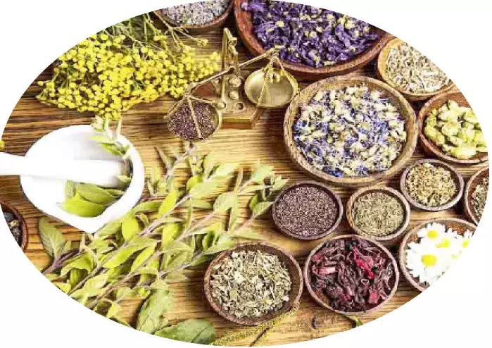 പച്ചമരുന്നിനും തമിഴ്‌നാട്ടിലേക്ക്​ ഒാടേണ്ട,  അങ്ങാടിക്കടകൾക്ക്​ അരികിൽ ഇനി  ഔഷധത്തോട്ടവും