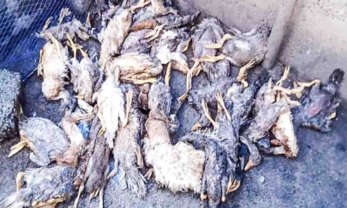 Mold poisoning Thousands of ducks died