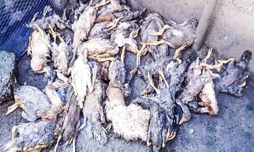 Mold poisoning Thousands of ducks died