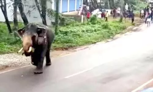 ചിതറയിൽ ആന ഇടഞ്ഞു