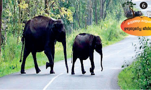 Wildlife fears are not diminishing