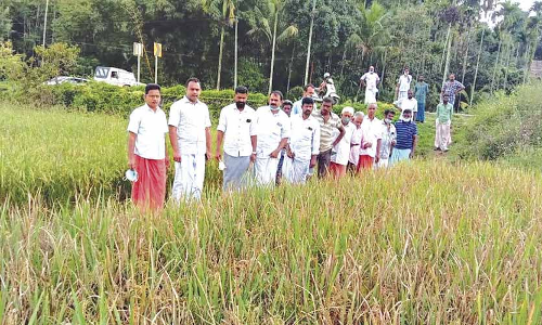 മനുവർണ വയനാടി​െൻറ കാലാവസ്ഥക്ക്​ പറ്റിയത​െല്ലന്ന്​ വിദഗ്​ധർ