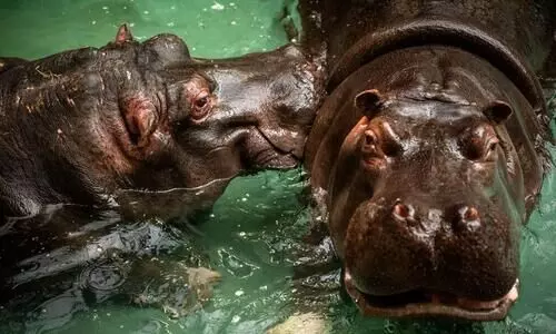 Hippos