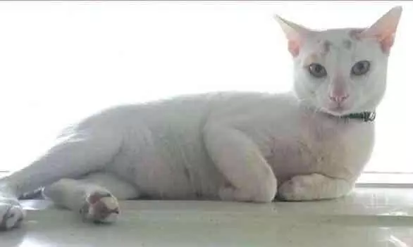 pet cat mavoo pet cat mavoo