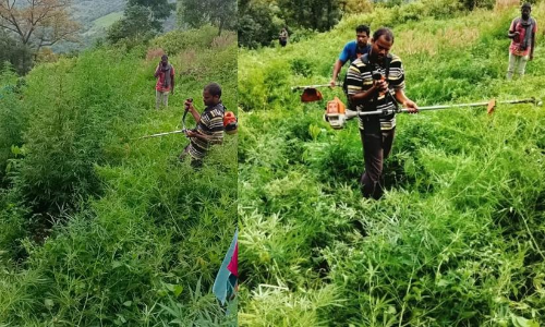 Andhra Pradesh police destroys 5964.85 acres of ganja crop