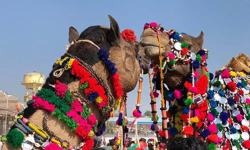 ഒ​ട്ട​ക സൗ​ന്ദ​ര്യ​ മ​ത്സ​രം ഡി​സം​ബ​ർ 14 മു​ത​ൽ